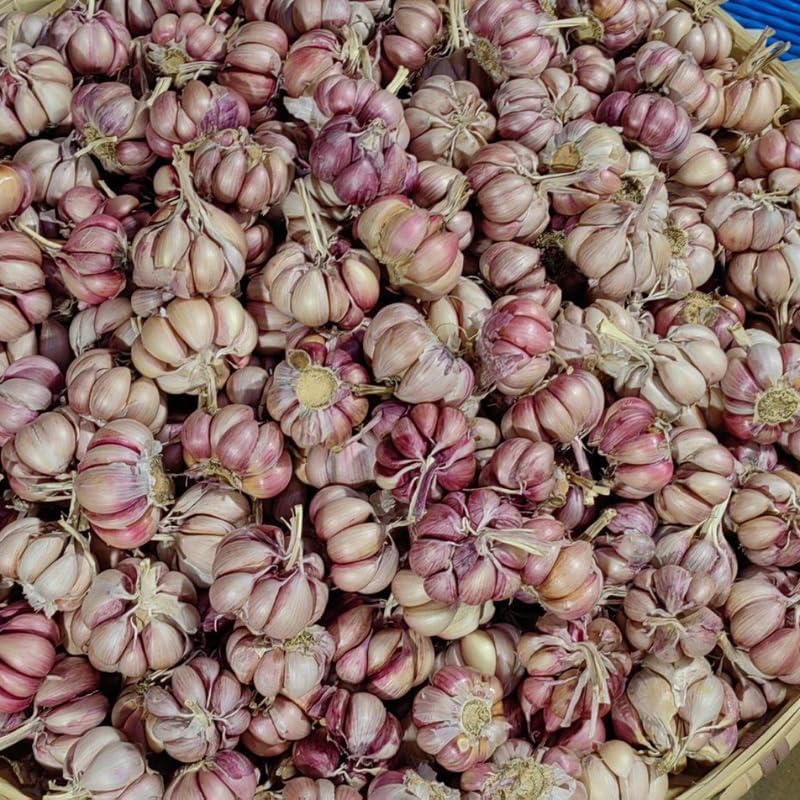 1 Pound Garlic for Planting in Fall Hardneck, 8-10 Large Garlic Bulbs for Planting, Fresh and High