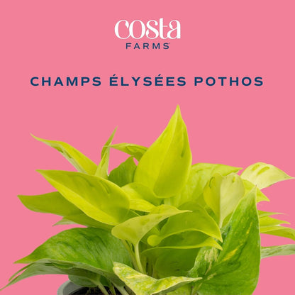 Costa Farms Champs Elysses Pothos Live Plant in Self Watering Pot, Indoor Houseplant, Trailing