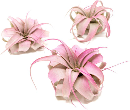 Fuchsia Colorful Tillandsia Air Plants - Long Lasting Color Enhanced Live Tillandsia Succulent