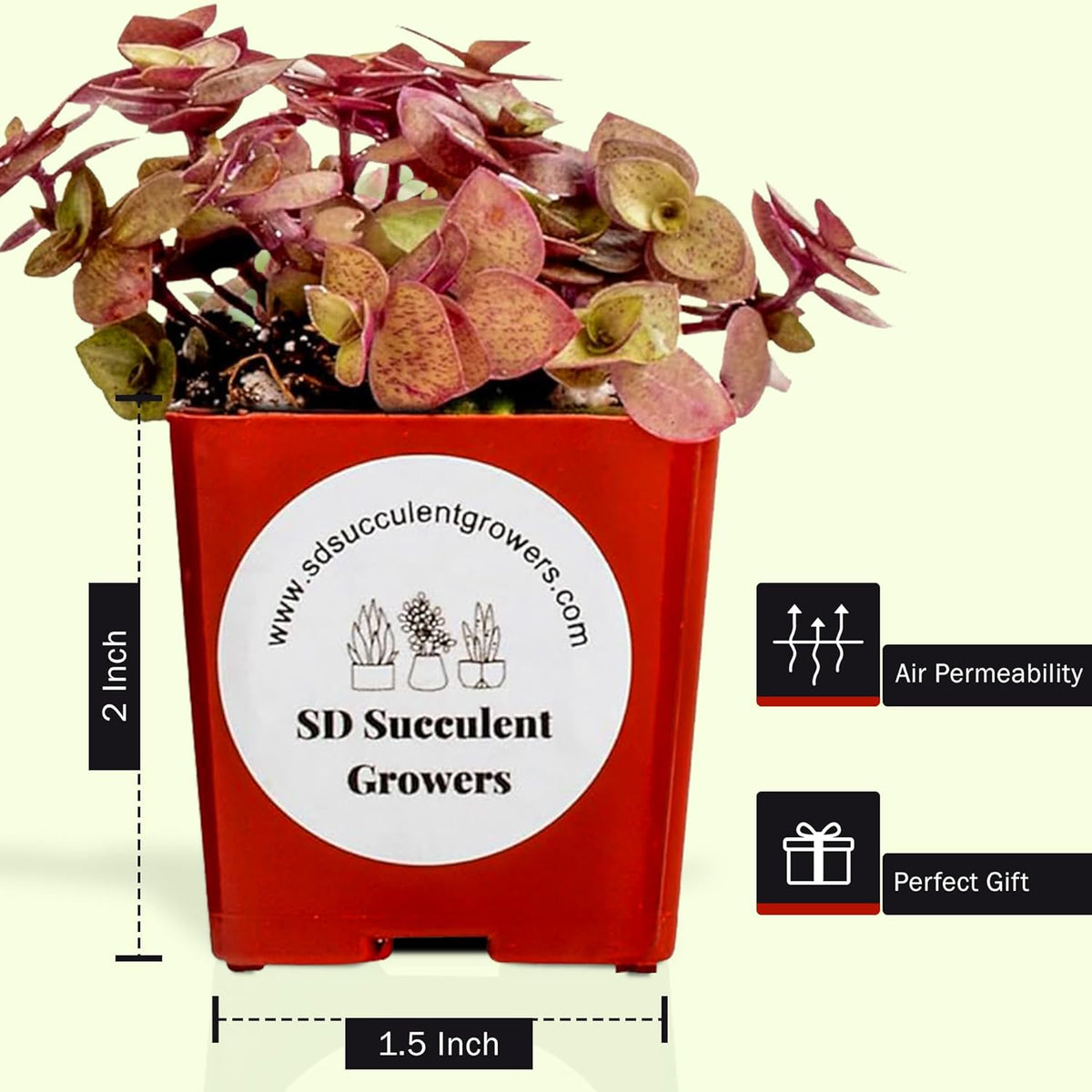 Live Succulents Plants Variety Pack - Well Rooted Plants in 2 Inch Pots - Real, Small, Assorted