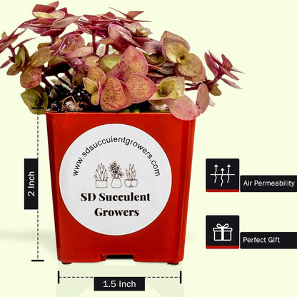 Live Succulents Plants Variety Pack - Well Rooted Plants in 2 Inch Pots - Real, Small, Assorted