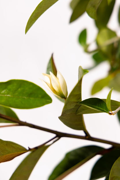 Fairy Magnolia Tree, Fragrant White Flowering Evergreen Shrub for Landscaping, Hedges & Gardens