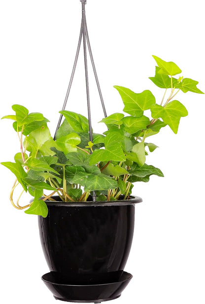 Thorsen's Greenhouse Live Green English Ivy Plant, Hedera Helix, Natural Air Purifier, Easy to