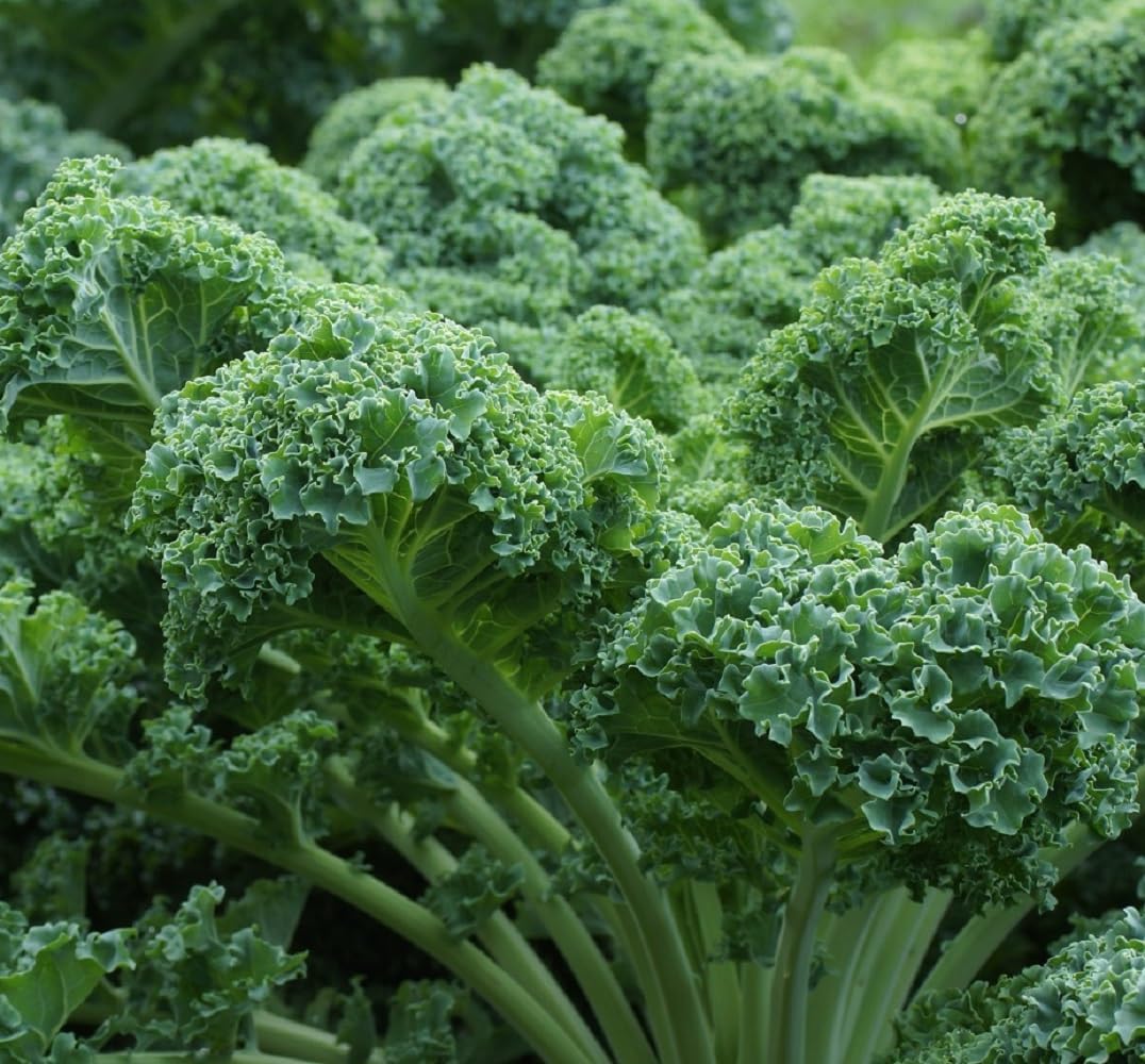 Curled Blue Kale Seeds for Planting – Plant & Grow Heirloom Non-GMO Curled Blue Vates Kale Home