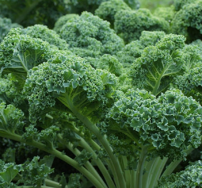 Curled Blue Kale Seeds for Planting – Plant & Grow Heirloom Non-GMO Curled Blue Vates Kale Home