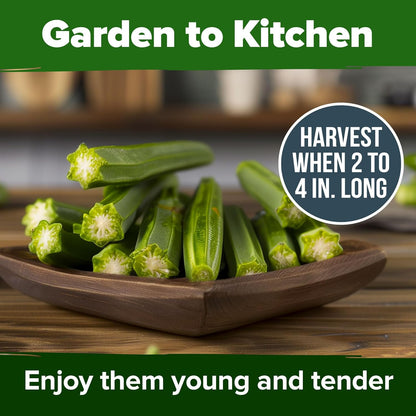 HOME GROWN 𝗨𝗦𝗔 𝗣𝗥𝗘𝗠𝗜𝗨𝗠 Clemson Spineless Okra Seeds 101+ 𝗡𝗢𝗡-𝗚𝗠𝗢 Heirloom Vegetable