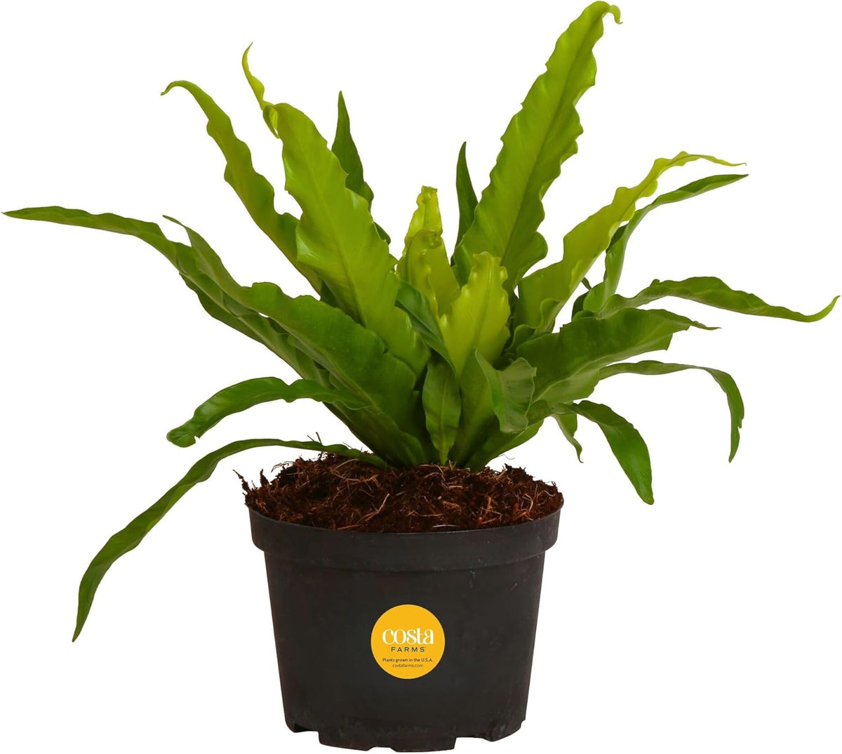 Costa Farms Bird's Nest Fern Live Plant in Plastic Pot, Air Purifying Indoor Houseplant, Perfect