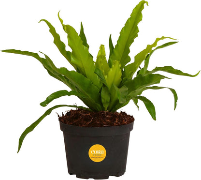 Costa Farms Bird's Nest Fern Live Plant in Plastic Pot, Air Purifying Indoor Houseplant, Perfect