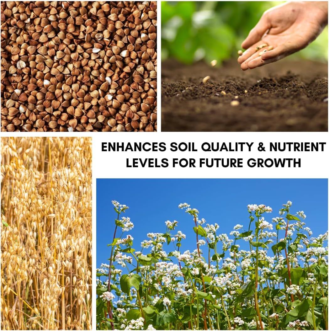 Buckwheat Seeds for Planting - Cover Crop, Grain, Bee Pasture, Pollinator, Wildlife Seed (5 Pounds)