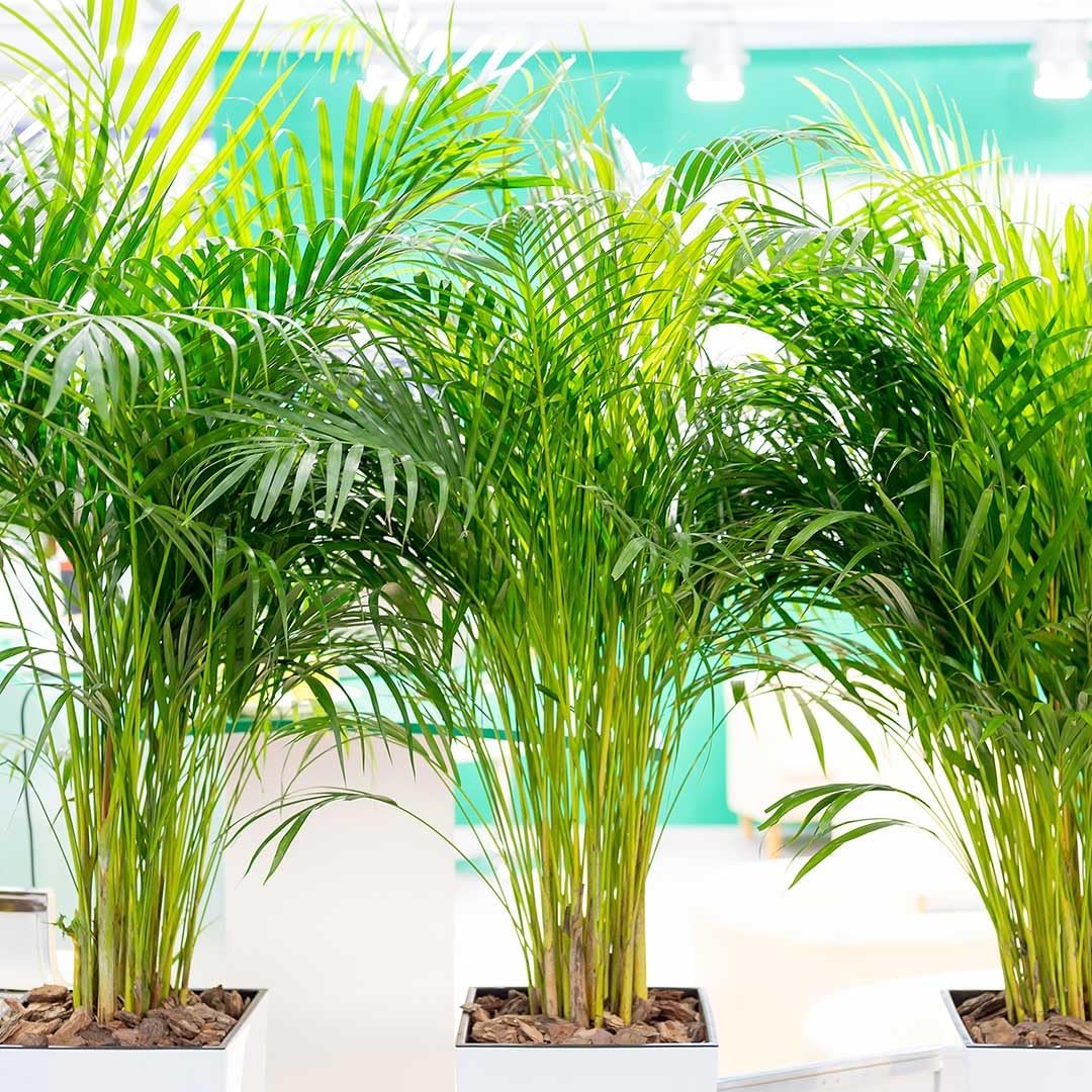 American Plant Exchange Areca Palm – Live 4-Inch 3-Pack, Easy-Care Tropical Houseplants with Lush