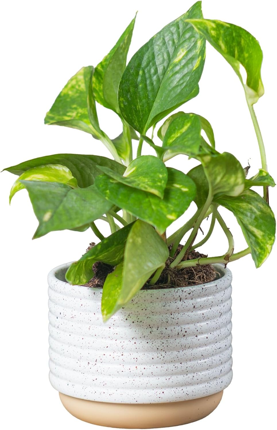 Costa Farms Golden Pothos Live Plant, Devil's Ivy in Decorative Pot, Easy to Maintain, Air