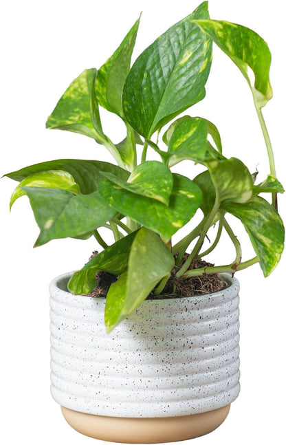 Costa Farms Golden Pothos Live Plant, Devil's Ivy in Decorative Pot, Easy to Maintain, Air