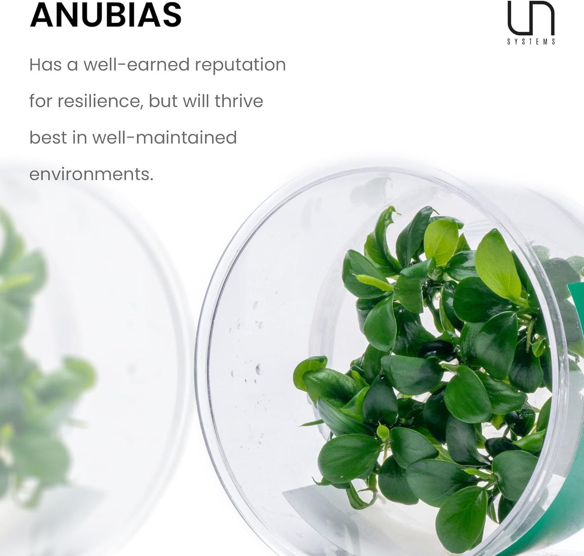 Ultum Nature Systems Live Tissue Culture - Anubias Minima Dragon Claw (Anubias Minima) - Easy - Low