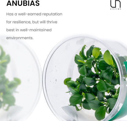 Ultum Nature Systems Live Tissue Culture - Anubias Minima Dragon Claw (Anubias Minima) - Easy - Low