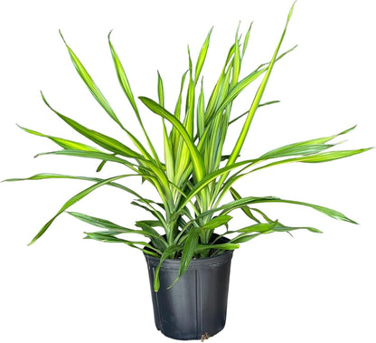 Dracaena Rikki – Live Tropical Plant in 10-Inch Grower Pot | Indoor & Outdoor Use