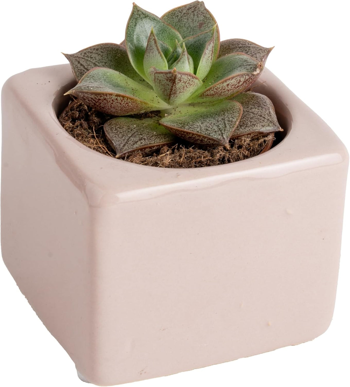 Costa Farms Succulent Plant, Live Indoor Mini Succulent Plant in Cute Succulents Plant Pot, Potting