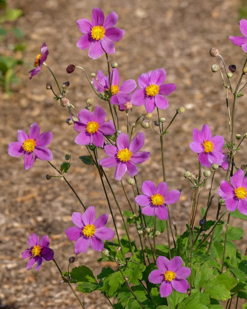 Perennial Farm Anemone x Hybrida 'Pamina' – Live Windflower in #1 Container, Semi-Double Deep