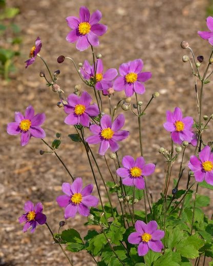 Perennial Farm Anemone x Hybrida 'Pamina' – Live Windflower in #1 Container, Semi-Double Deep