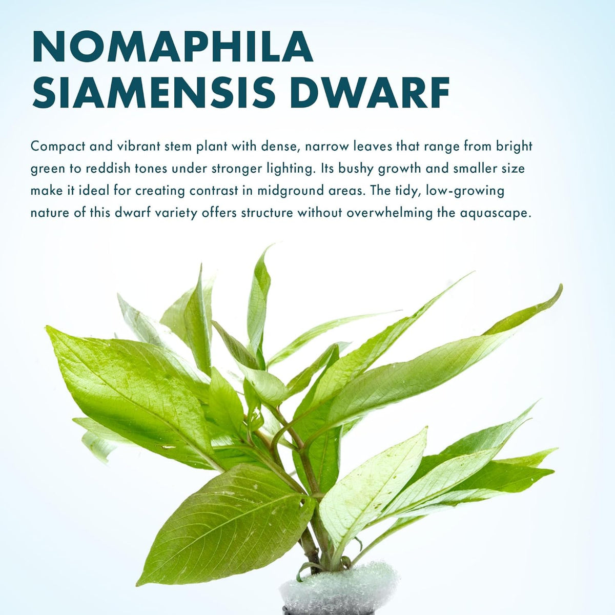 SubstrateSource Dwarf Hygrophila Corymbosa Siamensis Live Aquarium Plant - Freshwater Fish Tank