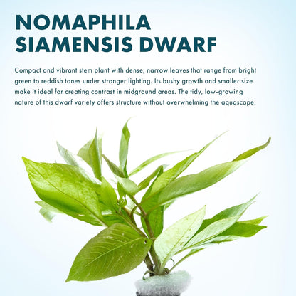 SubstrateSource Dwarf Hygrophila Corymbosa Siamensis Live Aquarium Plant - Freshwater Fish Tank