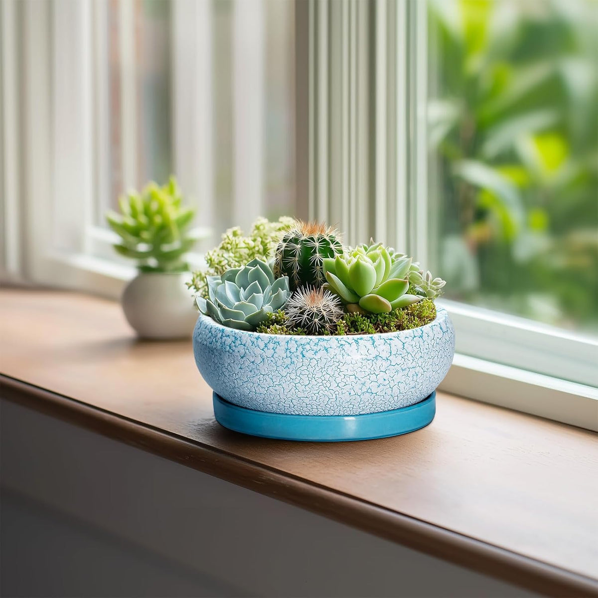 Bonsai Pots Small - 6 Inch Succulent Pots with Drainage Hole and Saucer, Succulent Planters for
