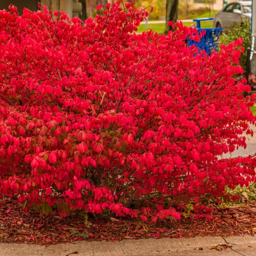 Burning Bush Shrub, Dwarf Burning Bush Live Plant in 4 Inch Pot, Red Shrub No Shipping to N.Y. CA