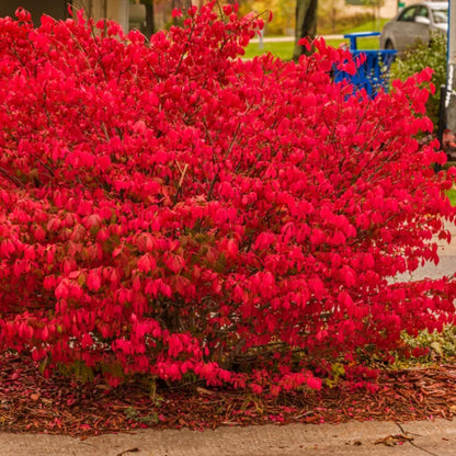 Burning Bush Shrub, Dwarf Burning Bush Live Plant in 4 Inch Pot, Red Shrub No Shipping to N.Y. CA