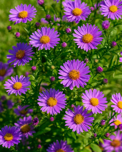 Perennial Farm Aster D. 'Wood's Purple' – Live Perennial in #1 Container, Pale Violet Daisy-Like