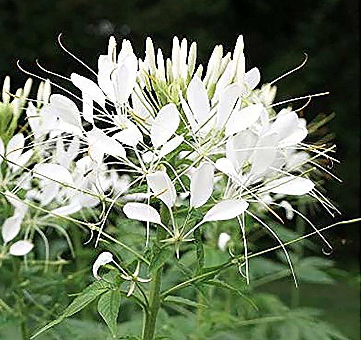 Pure White Cleome - White Queen Spider Plant Seeds - Nectar Flower for Monarch Butterflies - 1000