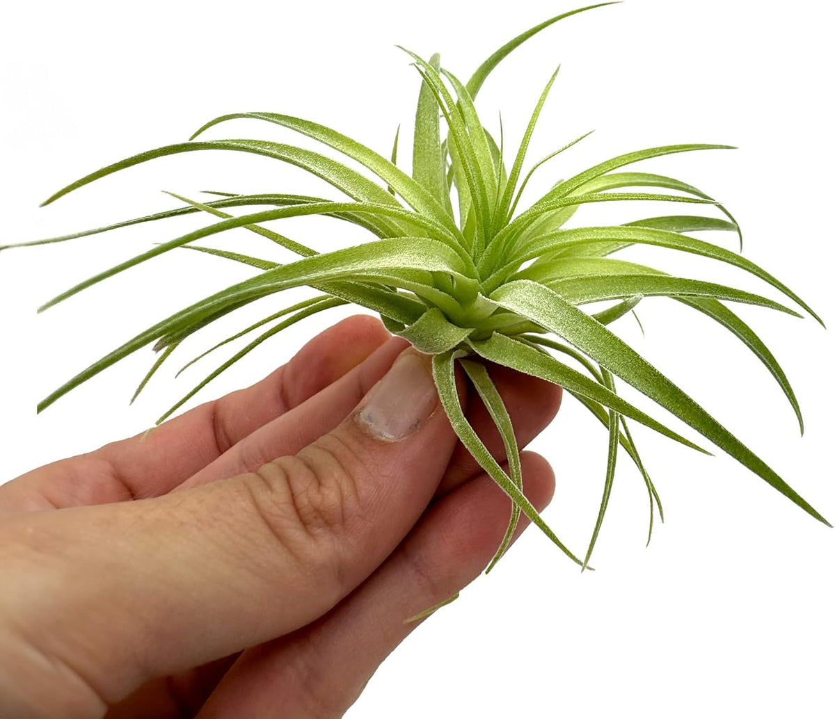 Live Air Plants - Tillandsia Geminiflora 1-3" - 5ct – ragnaroc Live Indoor Plant - Live Arrival