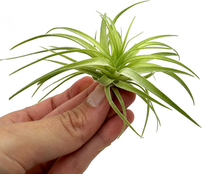 Live Air Plants - Tillandsia Geminiflora 1-3" - 5ct – ragnaroc Live Indoor Plant - Live Arrival