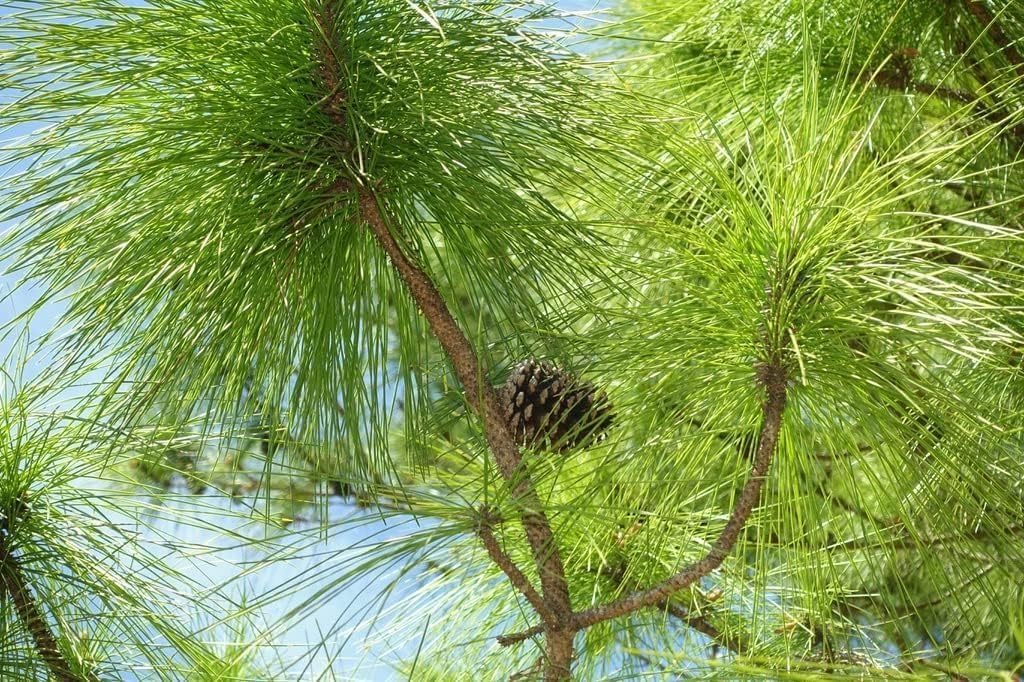Slash Pine Tree | 30 Live Plants | Pinus Elliottii | Fast Growing Stately Shade Tree