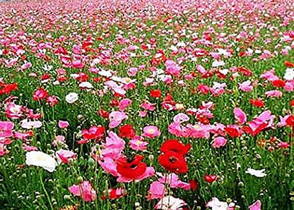 10,000 Double Shirley Poppies Seeds: Pastel Poppy Seeds