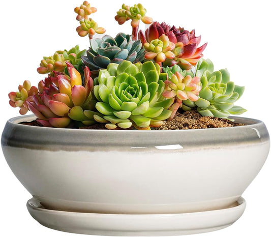 SQOWL Succulent Planters - 6 Inch Ceramic Bonsai Pots, Shallow Planter with Drainage Hole and