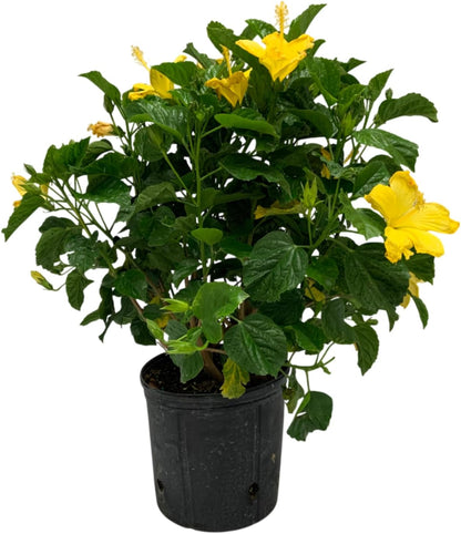 Hibiscus Live Plant - Yellow Hibiscus Bush - Flowering Plants - Yellow Ft. Myers - Overall Height