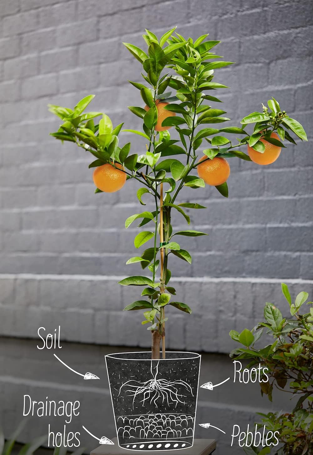 GARDENERA Citrus Tree Potting Soil Mix, Special Blend for Indoor Oranges, Lemons, Limes and More