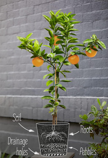 GARDENERA Citrus Tree Potting Soil Mix, Special Blend for Indoor Oranges, Lemons, Limes and More