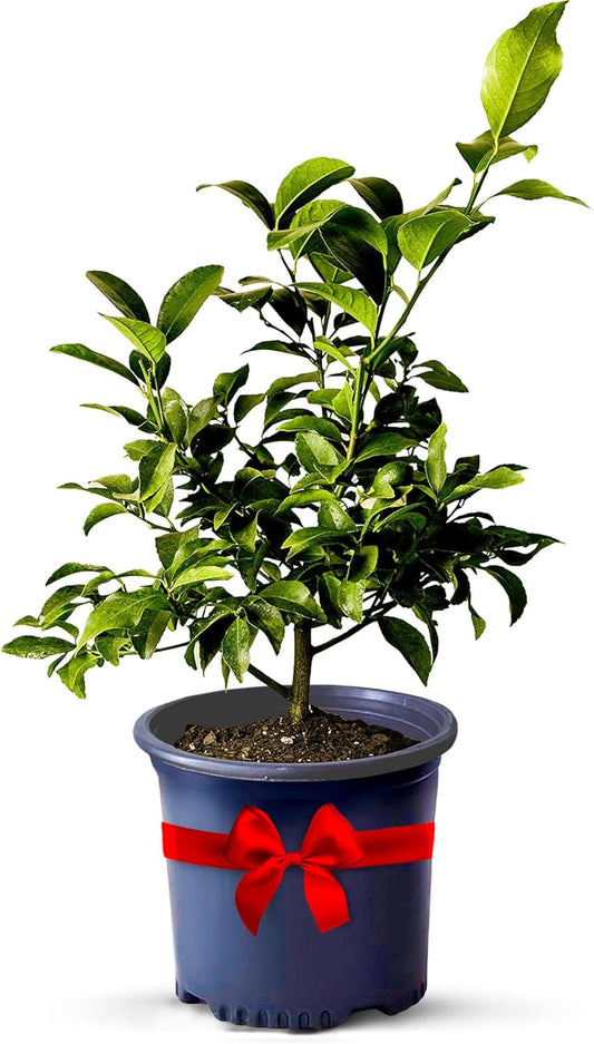 Key Lime Live Tree Indoor Plants Outdoor 18-22" Tall - Fruit Trees, Key Limes Tree Outdoor Patio