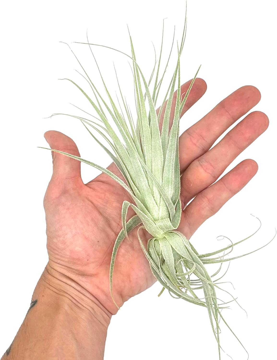 Live Air Plant - Tillandsia Gardneri 5-7” - 5ct - ragnaroc Rare Collectors Indoor Tropical Plant