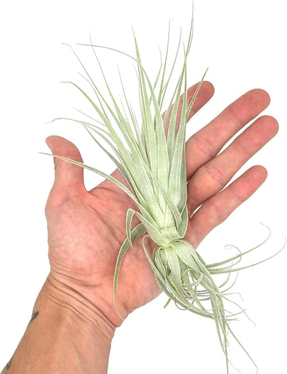 Live Air Plant - Tillandsia Gardneri 5-7” - 5ct - ragnaroc Rare Collectors Indoor Tropical Plant