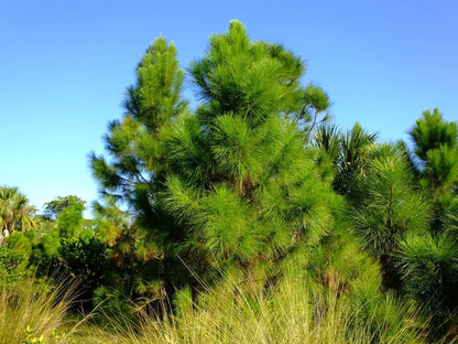 Slash Pine Tree | 20 Live Plants | Pinus Elliottii | Fast Growing Stately Shade Tree