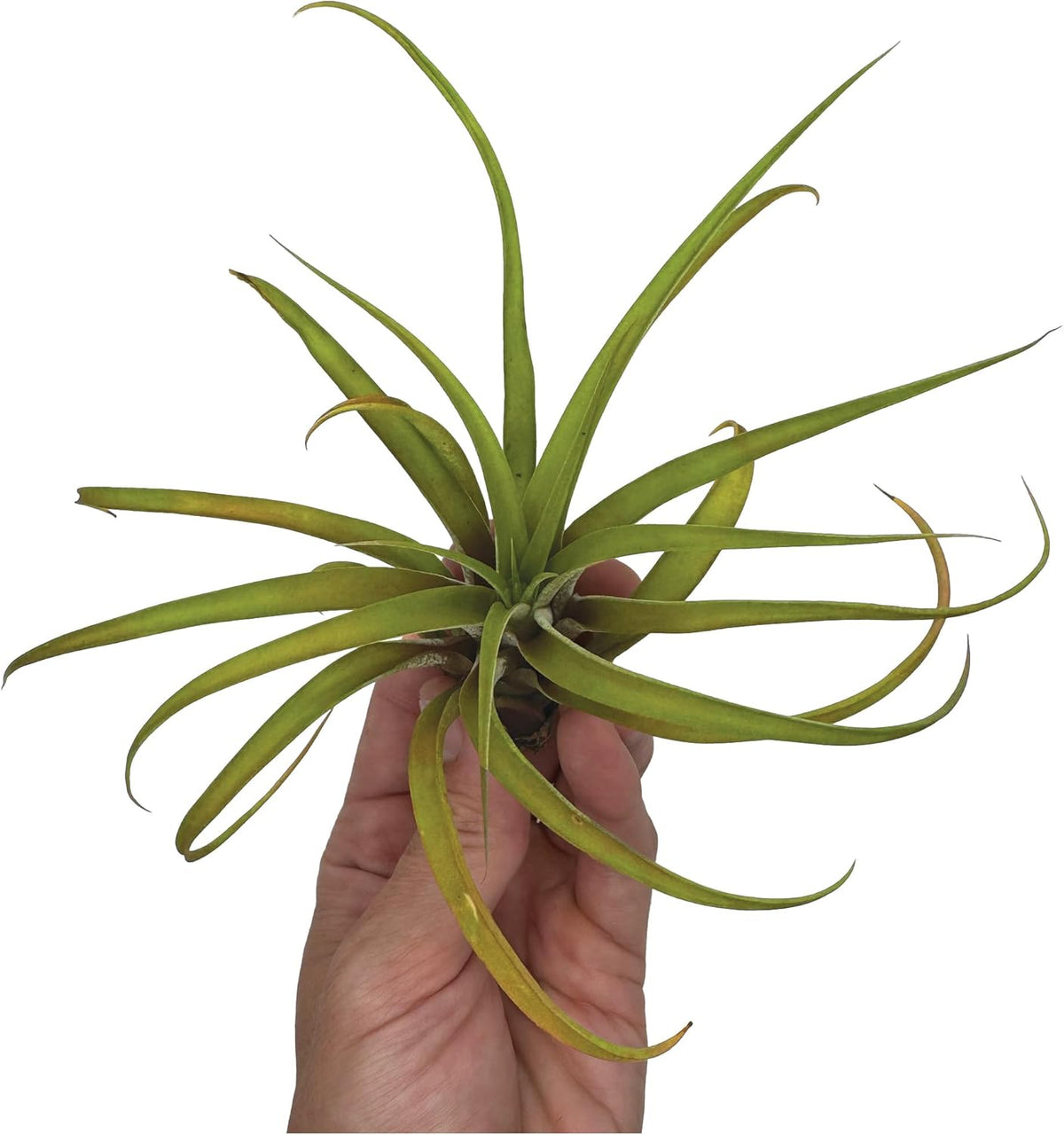ragnaroc Air Plants - Tillandsia Capitata (Peach), Large 5-7” - 1 ct - Live Arrival Guaranteed