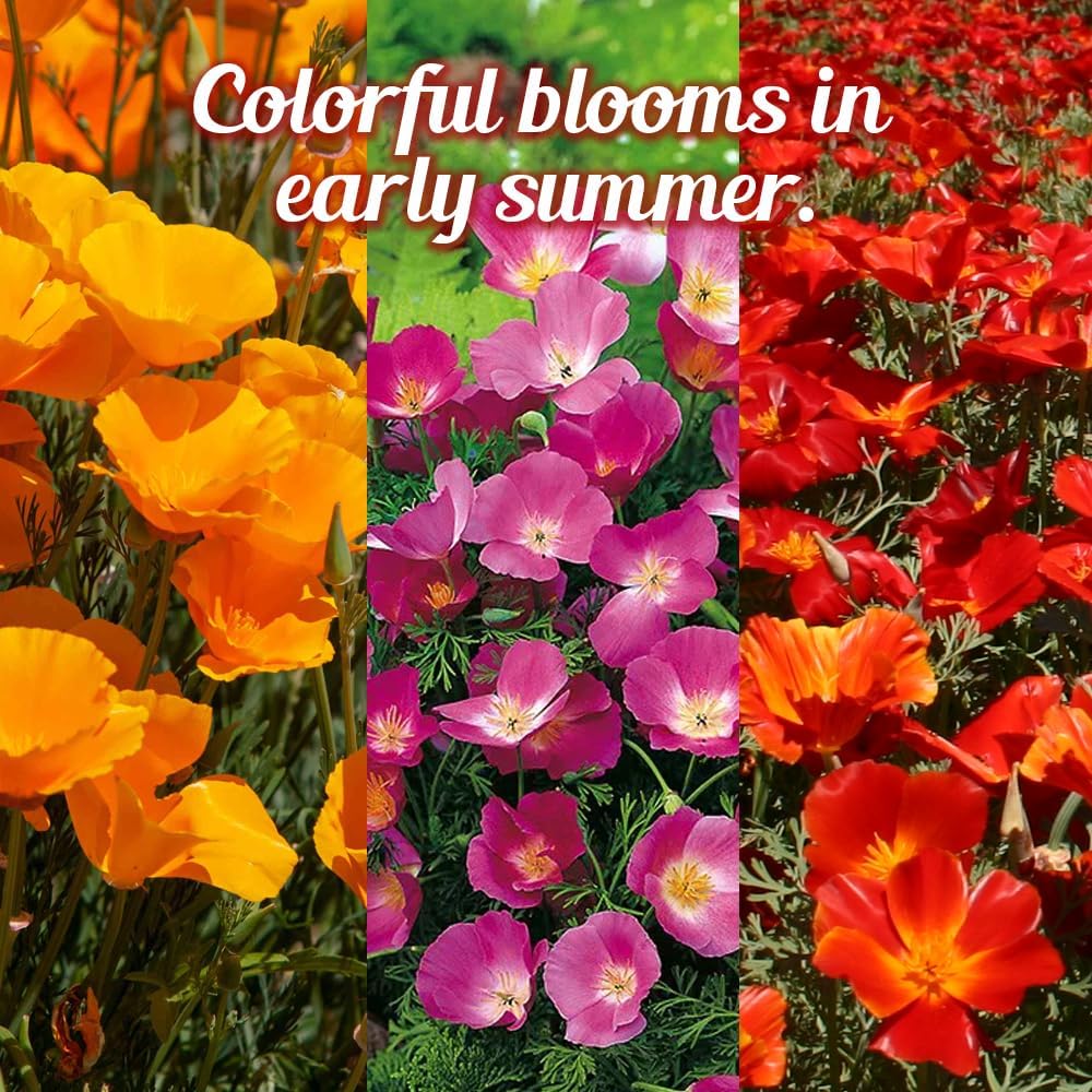 Parade of Poppy Wildflower Seeds - 1oz, Open-Pollinated Flower Seed Mix Packets, No Fillers