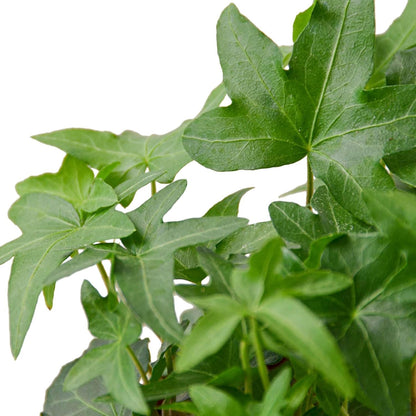 English Ivy Green Live Plant for Indoor | Different Houseplants in 4'' & 6'' Pot | Real House Plant