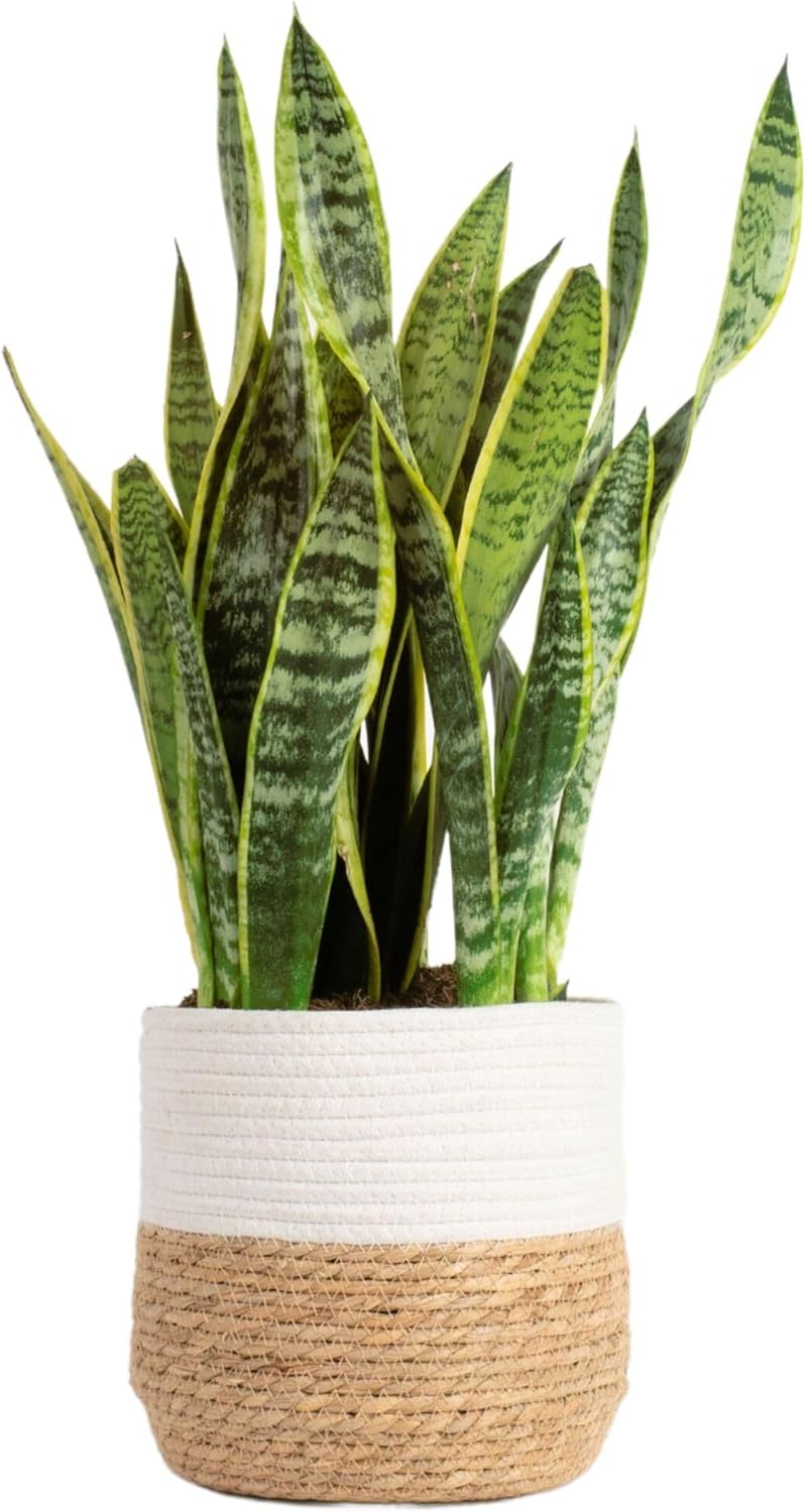 Costa Farms Live Snake Plant, Sansevieria, Easy Care House Plant in Modern Decor Pot, Houseplant in