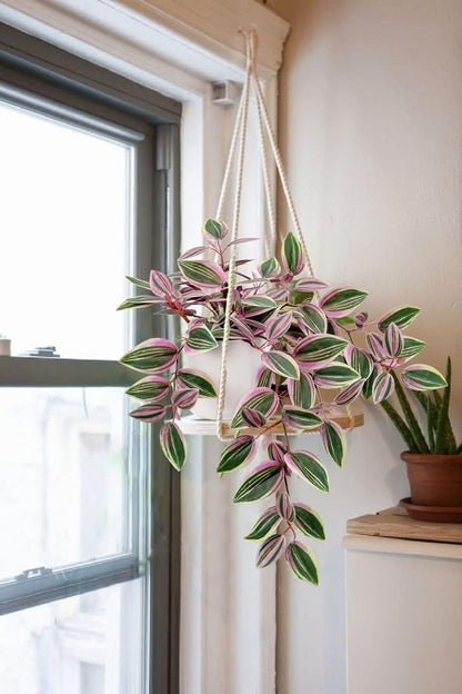 Fake Hanging Plants in Ceramic Pot, 20 Inch Artificial Pink Ivy Leaves Plant Faux Greenery Vine