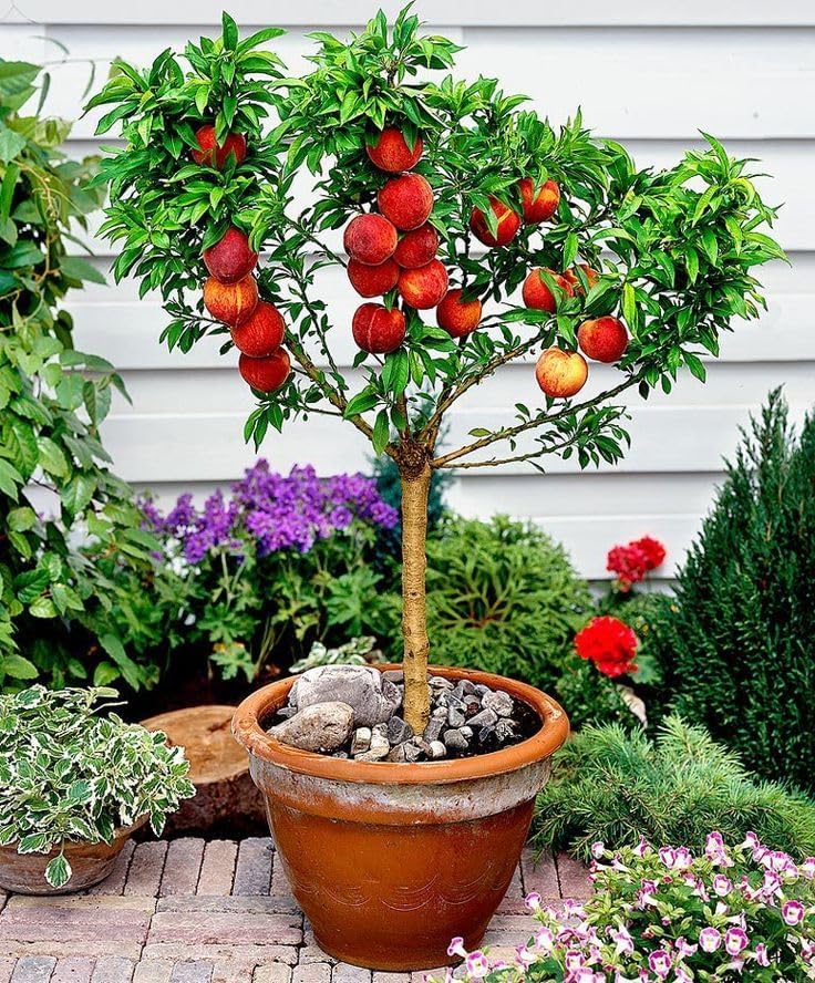 Gardenera Premium Peach Potting Soil Mix - Optimal Nutrient-Rich Blend for Thriving and Juicy