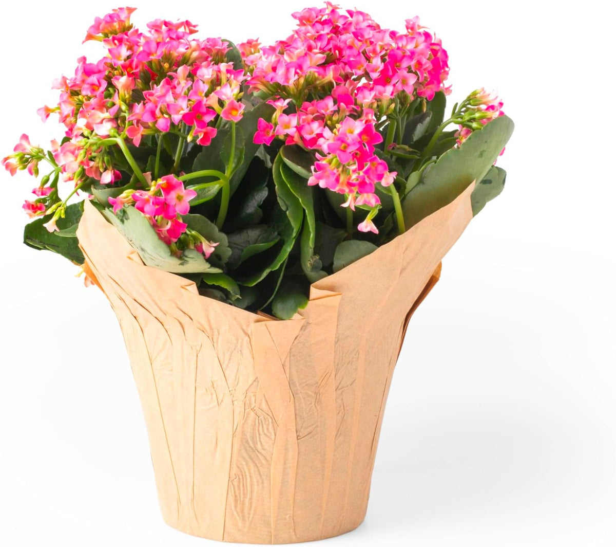4.5” Plant Pot Covers, Decorative Plant Sleeve for Indoor House Plants, Reusable and Gift-Ready for