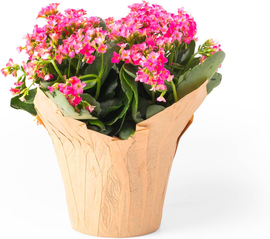 4.5” Plant Pot Covers, Decorative Plant Sleeve for Indoor House Plants, Reusable and Gift-Ready for
