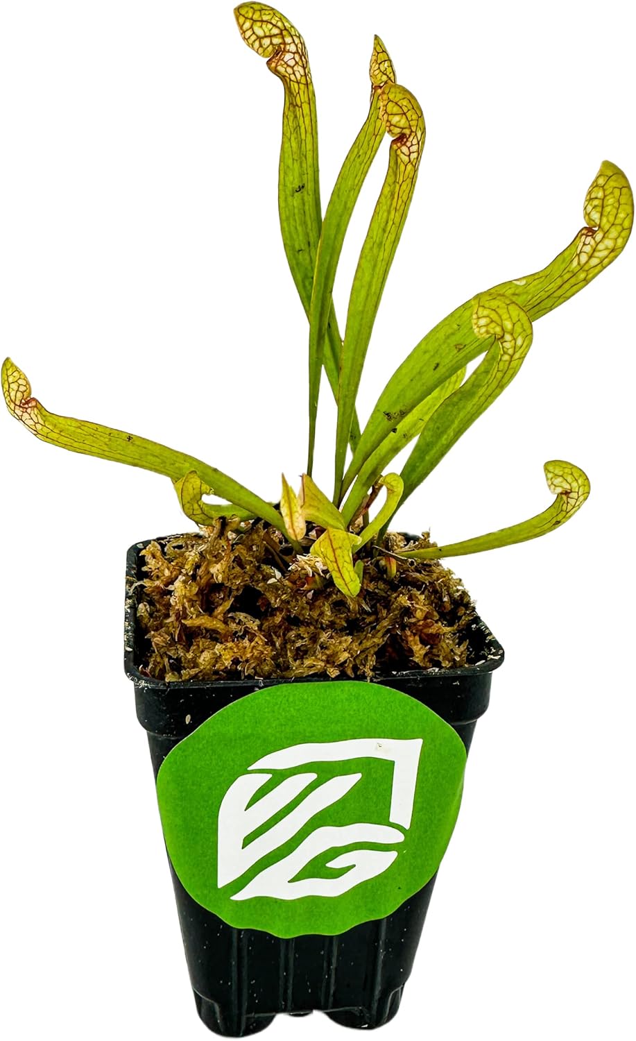 Scarlet Belle Carnivorous Pitcher Plant - Sarracenia - Live Plant - Wellspring Gardens Starter